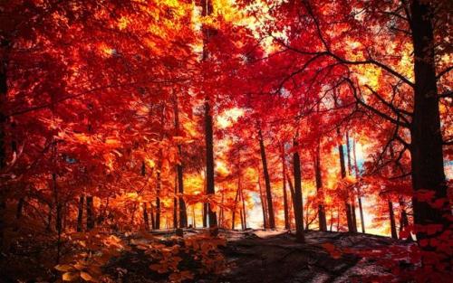The colors of Autumn - Part VII