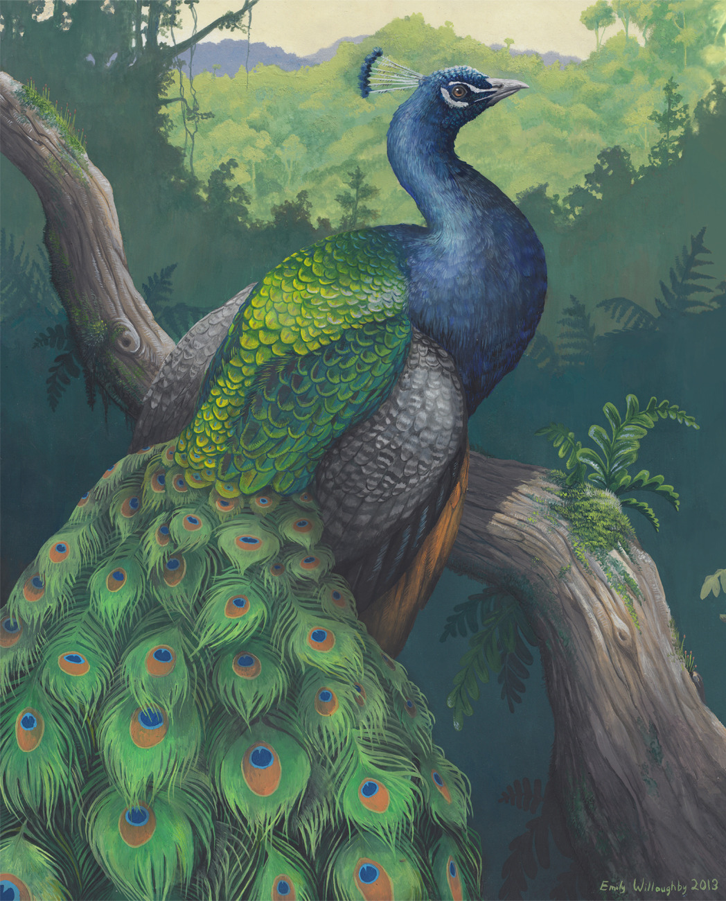 This was a belated gift for a good friend’s birthday, of her favorite animal - the Indian peafowl, Pavo cristatus. I wanted to paint the animal in a more naturalistic pose than is typical for the extravagant males, with his gorgeous train in view...