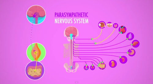 thought-cafe:Moments from Crash Course Anatomy & Physiology #13: Autonomic Nervous System. https