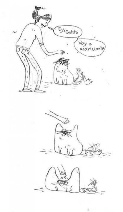 cricri-chicri:  Todos los gatos y mas cuando son de la calle ewe*