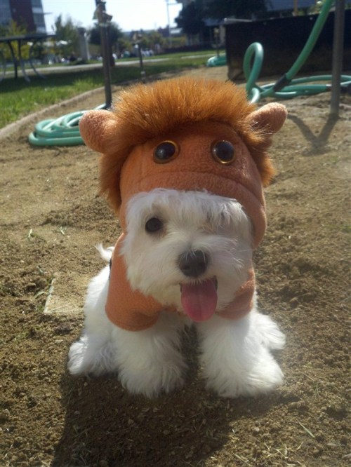 awwww-cute:  a horse runs wild in the neighborhood park