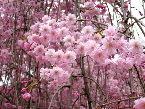 竹田の里しだれ桜まつり2014年4月12日(土)～4月26日(土)