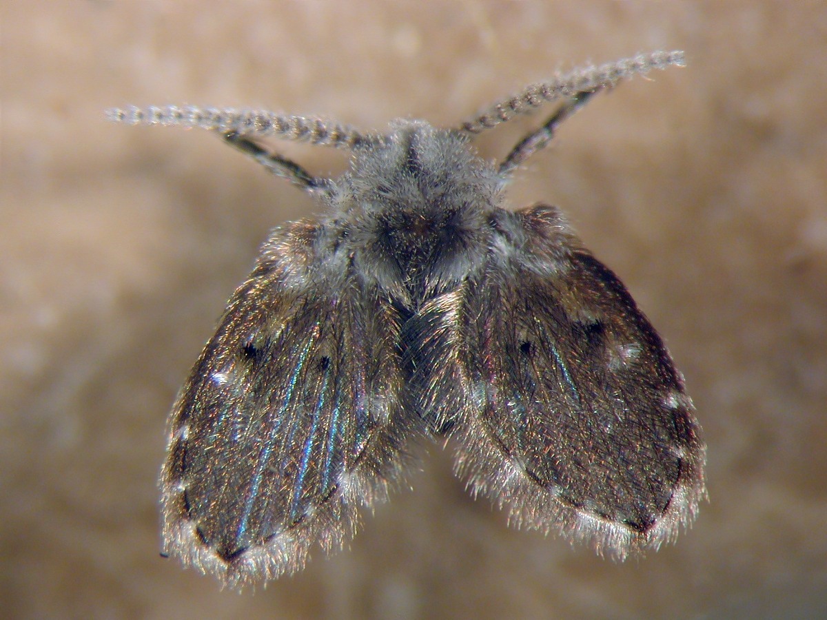 psychodidae larvae