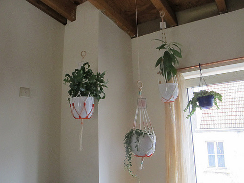 sphinxed:  Journal De Jours: Planthangers