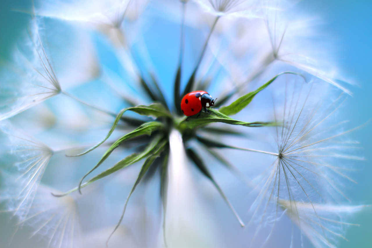 atraversso:   Stellaria &amp; Daisy by Elena Andreeva   