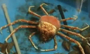 sixpenceee:  GUYS A gif of a monster crab molting out of it’s shell. I have been