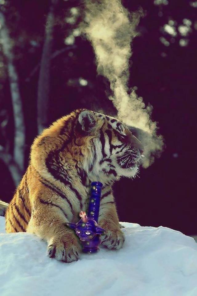 askulloffoxes:  tiger wif yoda bongok im so done
