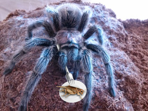 alrightyspidey