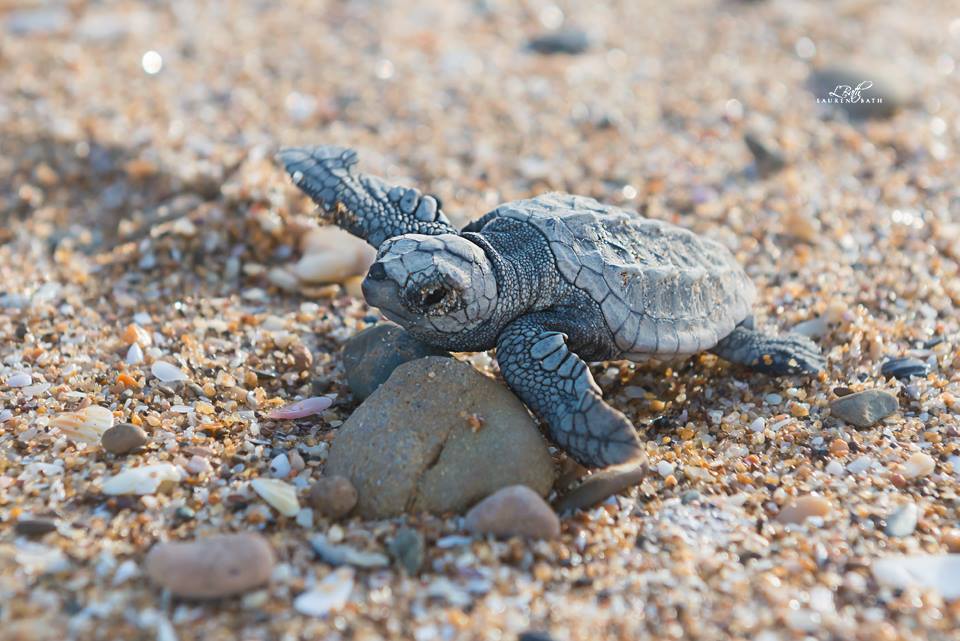 wolverxne:  The largest concentration of nesting marine turtles on the eastern Australian