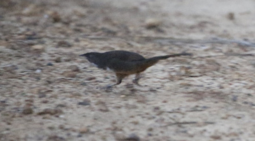 todaysbird:todaysbird:shoutout to the noisy scrub-bird for having absolutely no pictures where they don’t look like complete demons 