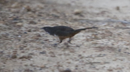 todaysbird:todaysbird:shoutout to the noisy scrub-bird for having absolutely no pictures where they don’t look like complete demons 