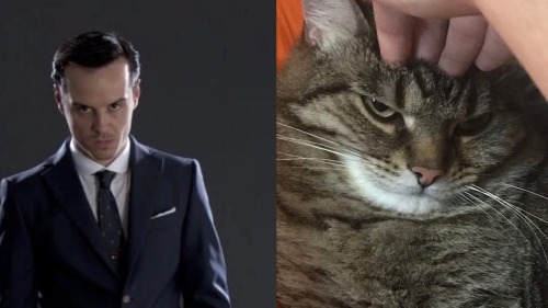HELP ME MY CAT IS A FUCKING MORIARTY