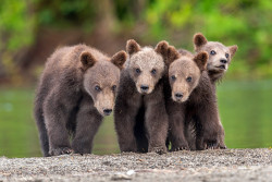 fuck-yeah-bears:  Cubs by Sergey Ivanov