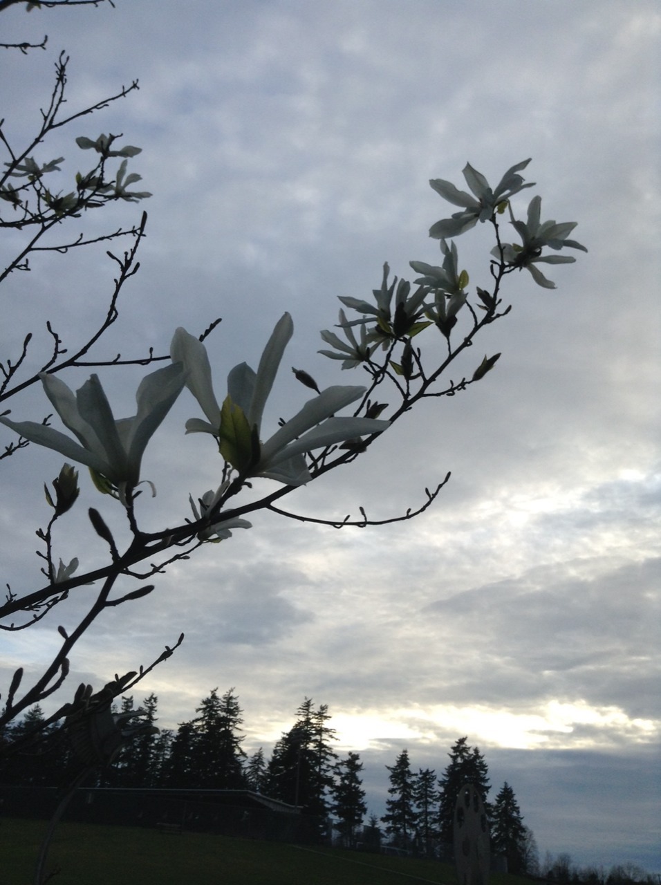cometpng:  04/11/14  Flowers are blooming and so am I 