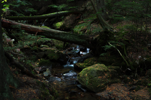 shyhousewife:  lobo-de-luna: surreal 10-21-14  That’s beautiful and familiar