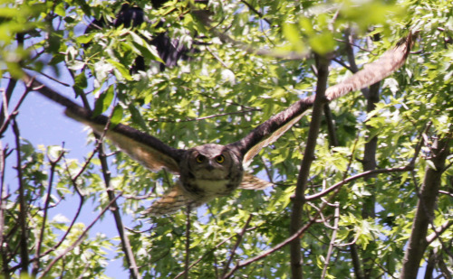 The ravens were bothering something in the woods for a long time. I went to see what it was ~ I duck