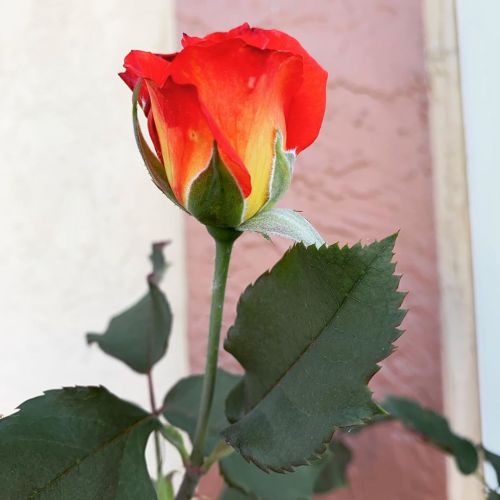 Rose #Rose  (At Hacienda Pèrez-Garcia) Https://Www.instagram.com/P/Cbheb85Dcjc/?Igshid=4Zt6Xh75Hcp8