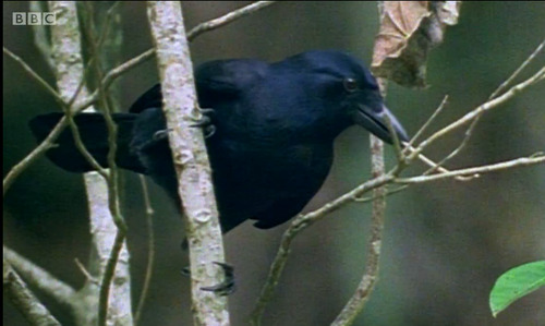 flightlynx:  ALRIGHT LISTEN UP TUMBLR  SEE THIS BIRD HERE? this bird is a new caledonian