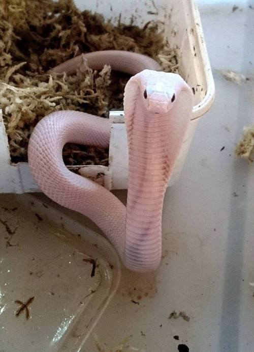 Amazing leucistic monocled cobra (Naja kaouthia) Credit: Christian Hassmann &gt; For more pics, 