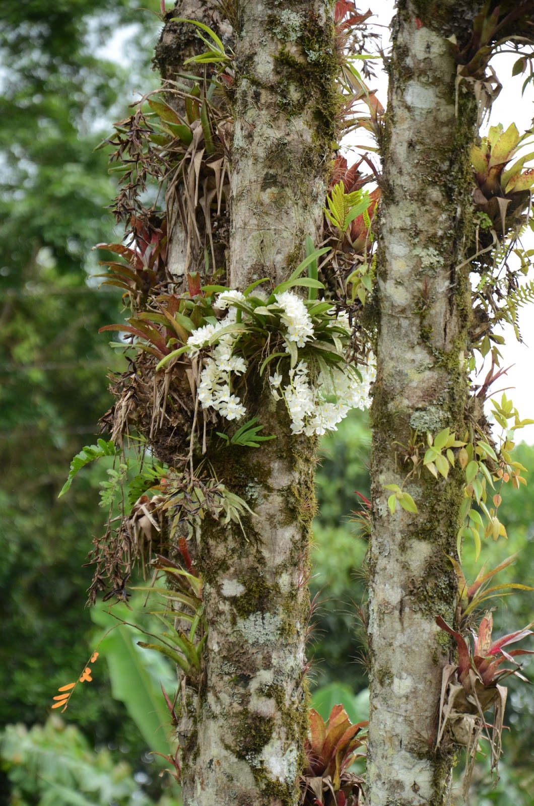 orquidofilia:  Rodriguezia cf. venusta, in situ, Guaraqueçaba, PR, Brazil. Orchidaceae: