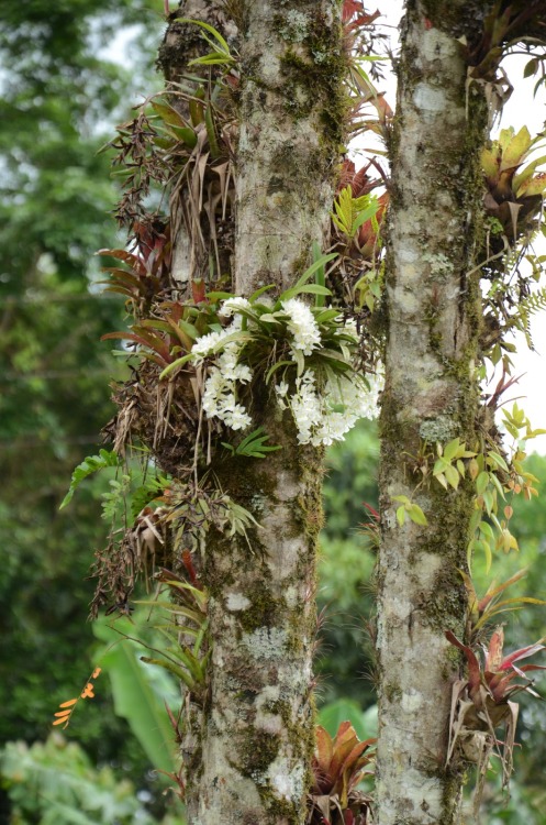 orquidofilia:  Rodriguezia cf. venusta, in situ, Guaraqueçaba, PR, Brazil. Orchidaceae: Oncidiinae. By  Orlando Graeff. [x] 