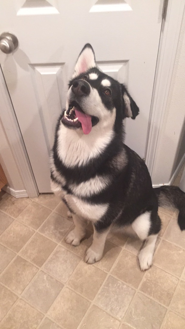 awwdorables:    Rescued this derp today!   