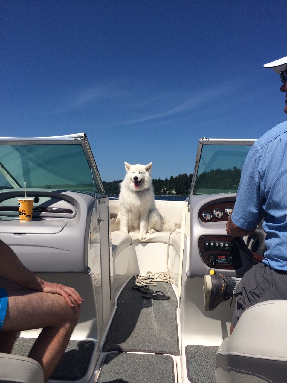 skookumthesamoyed:  A wonderful day out on Lake Washington! Of course no day out