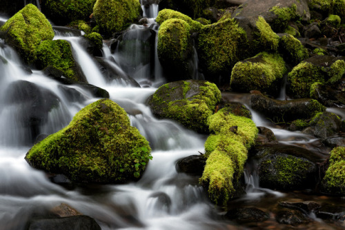 Hoh Rain Forest by RWightman