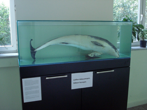 phocoenidae:This is a photo of an anomalously colored harbor porpoise that has been preserved at Ist