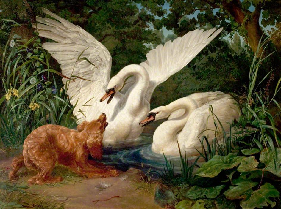 art-and-things-of-beauty:    F. Sigmund Lachenwitz (1820-1868) - Two Swans Startled