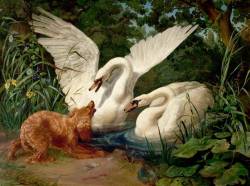 Art-And-Things-Of-Beauty:    F. Sigmund Lachenwitz (1820-1868) - Two Swans Startled