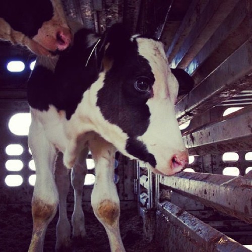 torontocowsave:Frightened and confused, this Holstein baby is a victim of the dairy industry. Torn away from their mothe