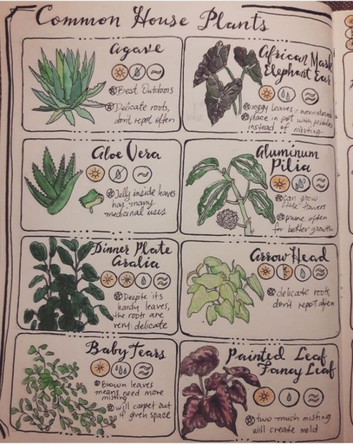 plant care guide