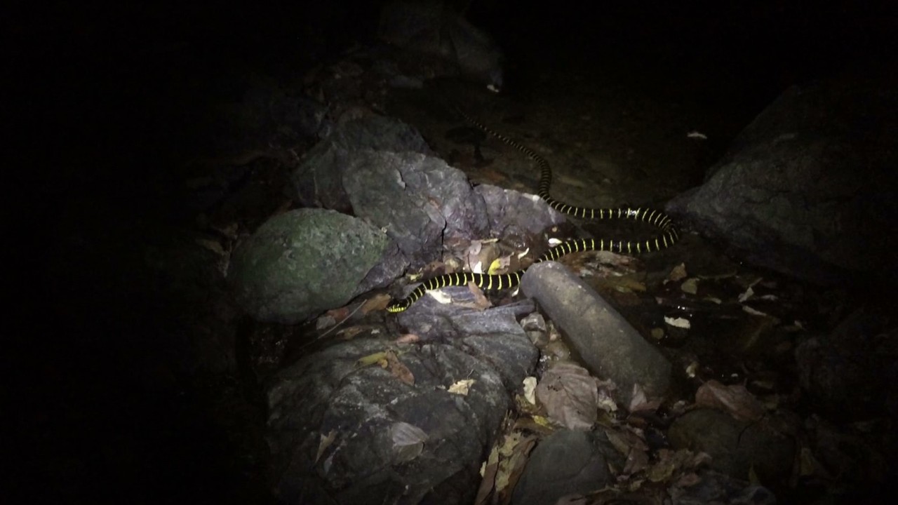 Carnegie Museum Of Natural History — The Enduring Appeal of Snakes