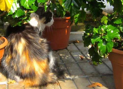 At first we wondered why he was looking at the hibiscus. But then we looked behind them and found he