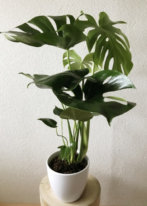 plantinghuman: Monstera Deliciosa Finally I can join the ‘Monstera Monday Club’. I 
