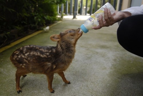 veganarcommunism:An orphaned baby Pudu deer is fed with a bottle after being found in Conception Cit