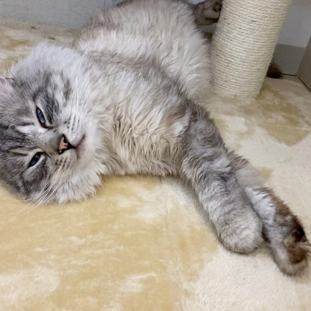 がうる ぐら Tumblr Posts Tumbral Com がうる ぐら Tumblr Posts Tumbral Com