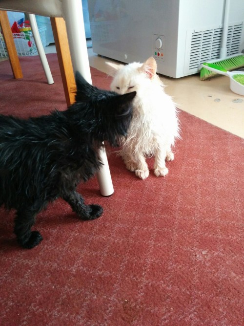 hideoutfromreality: Knight’s first bath (we think ever) and Helios got one too. :) he no longe