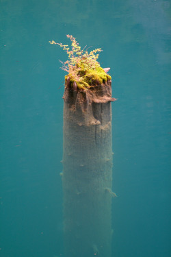 touchdisky:  Remains of a Tree by someotherbob