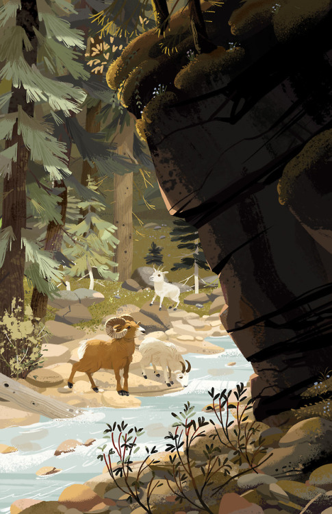 Final and colour rough for these Bighorn Sheep. 