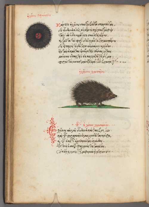 houghtonlib:Phile, Manuel, 1275-approximately 1345. Stichoi peri zōōn idiotētos : manuscript, 1565. 