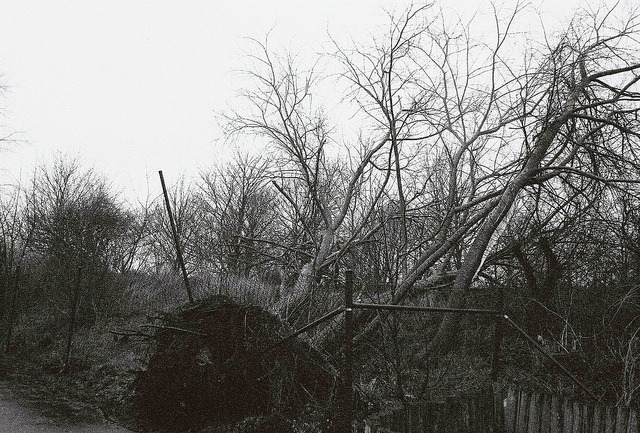 Uprooted tree on Flickr.