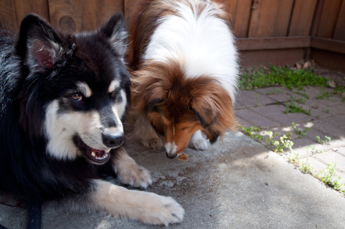 Tybalt, trying to get in on whatever Orion has. Probably a stick or a bug.