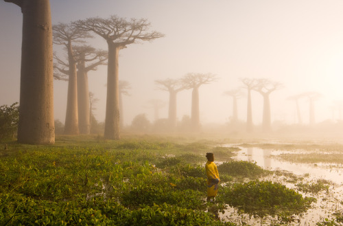 paintgod:Baobab treesFound only in Madagascar, some of these ancient wonders are over 1000 years old