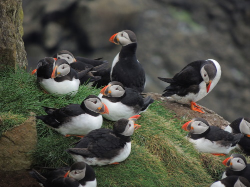 chalkandwater:More puffin picsMykines, Faroe Islands