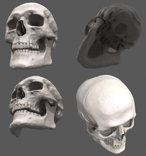 A luscious fuck-ton of human skull references. Two of the above images are GIFs, so wait for &a