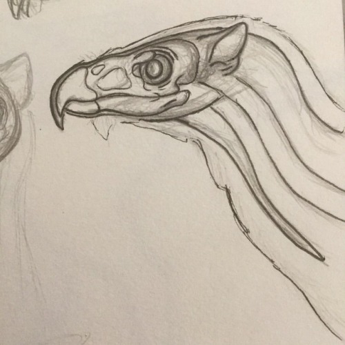 #griffin #headstudy With #skull Based On The #goldeneagle From Two Weeks Or So. The #summer Is Putting