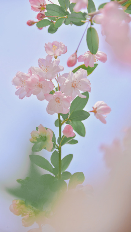 fuckyeahchinesegarden:chinese crab apple flowers (haitang海棠) by 砚冰-Yanbing