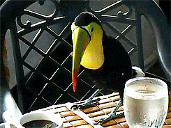 becausebirds:  Have you seen a Toco Toucan hop down stairs lately? Or a Keel-billed
